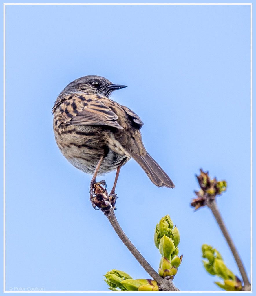 Dunnock-3 by pcoulson