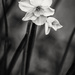 Narcissus B&W by rjb71