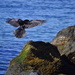 Crow Landing by stephomy