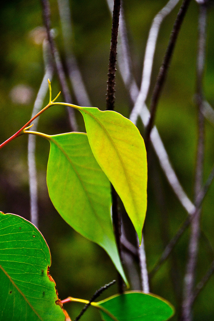 bush leaves by annied