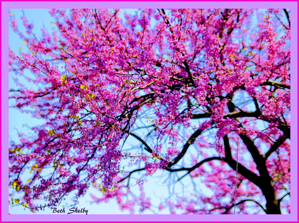 I can't resist the Redbud trees by vernabeth