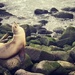 Sunshine Sea Lion ... by pdulis
