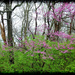 Redbud, early spring by lsquared