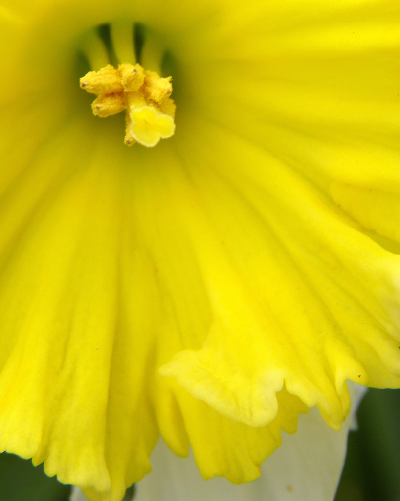 Daffodil Frill by daisymiller