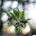 Apple blossom by cristinaledesma33