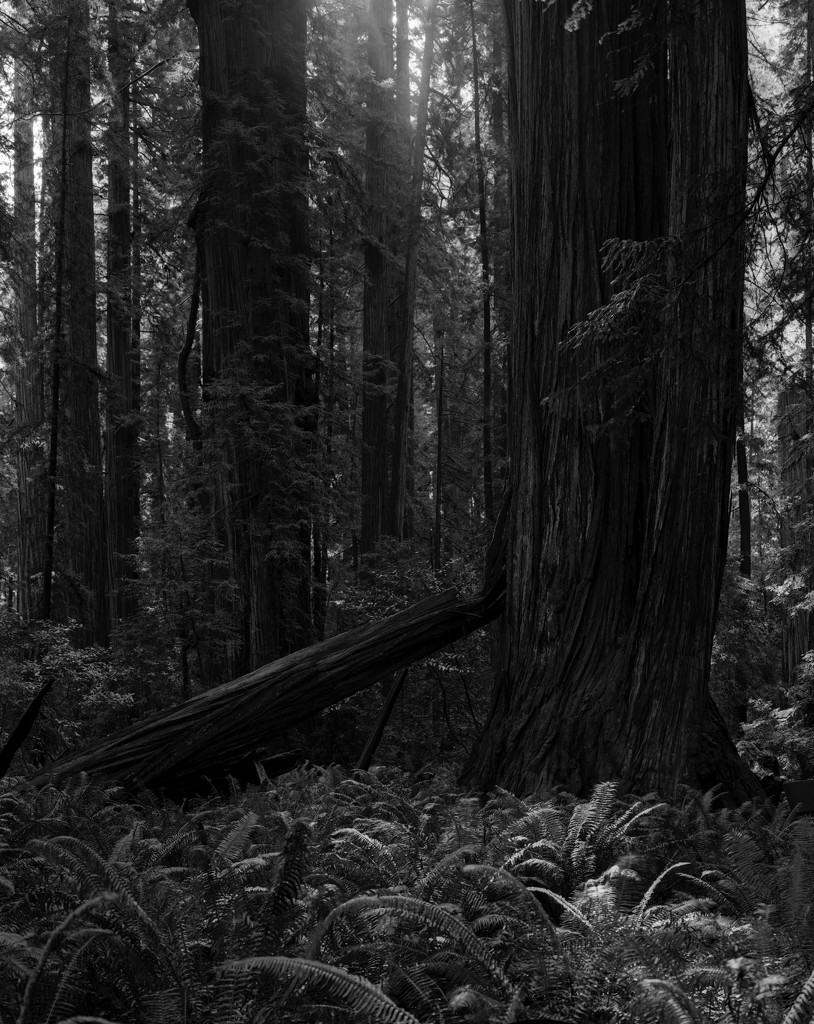Redwoods and sword ferns by peterdegraaff