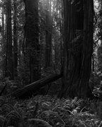 1st Apr 2016 - Redwoods and sword ferns