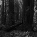 Redwoods and sword ferns by peterdegraaff