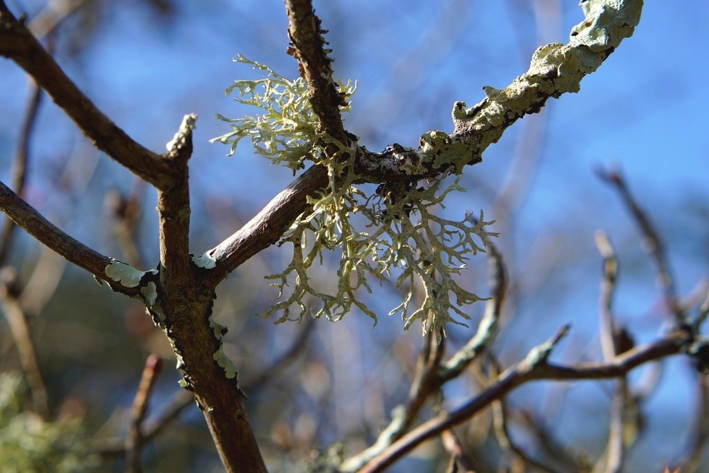 lichen on a tree by quietpurplehaze
