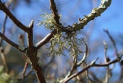 1st Apr 2016 - lichen on a tree
