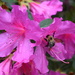 Azalea and bumble bee, Magnolia Gardens, Charleston, SC by congaree