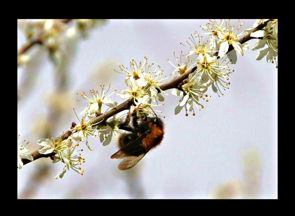  Bee on Blackthorn by oldjosh