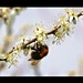  Bee on Blackthorn by oldjosh