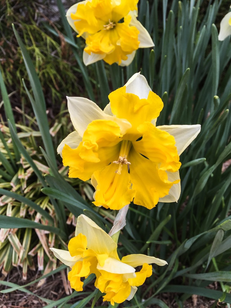 A Trio of Daffodils by marylandgirl58