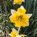 A Trio of Daffodils by marylandgirl58