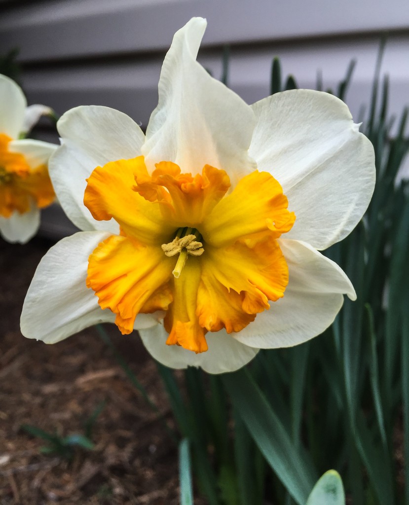 Daffodils Galore by marylandgirl58