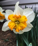 30th Mar 2016 - Daffodils Galore