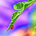 Ladybug by winshez