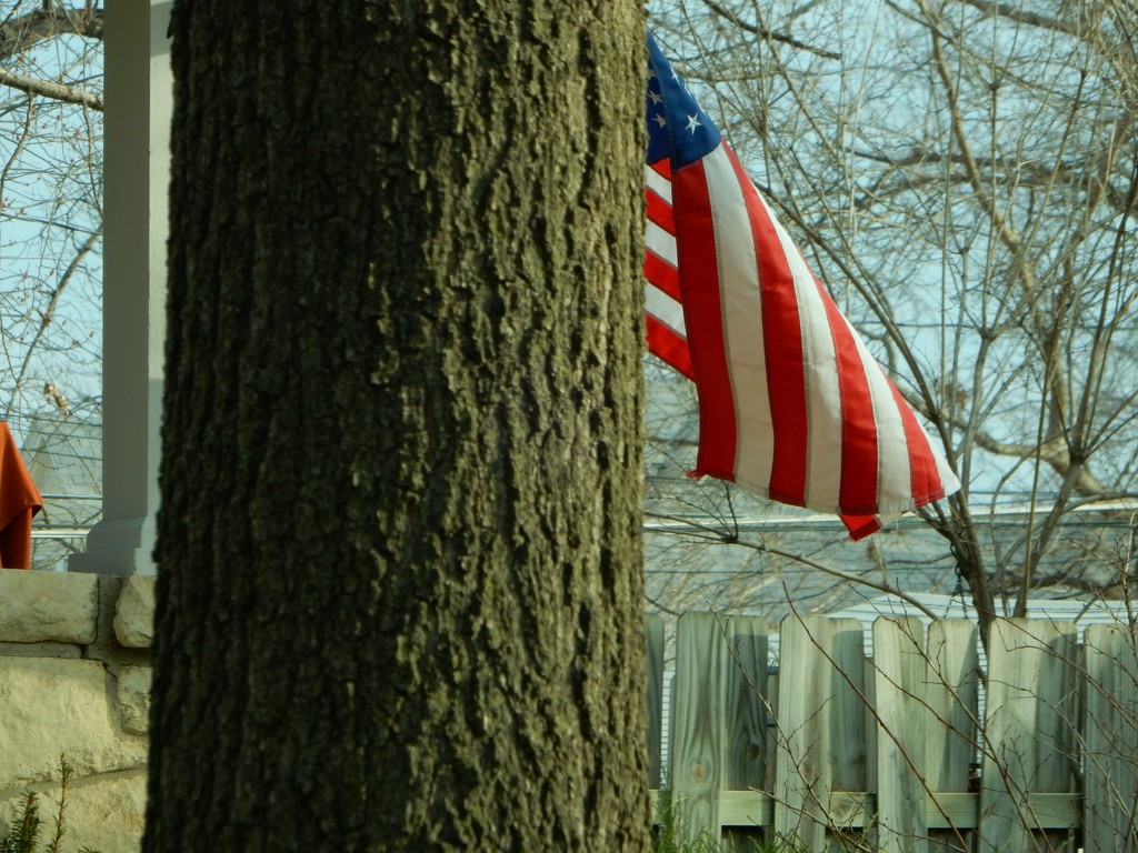 Tree and flag by mcsiegle