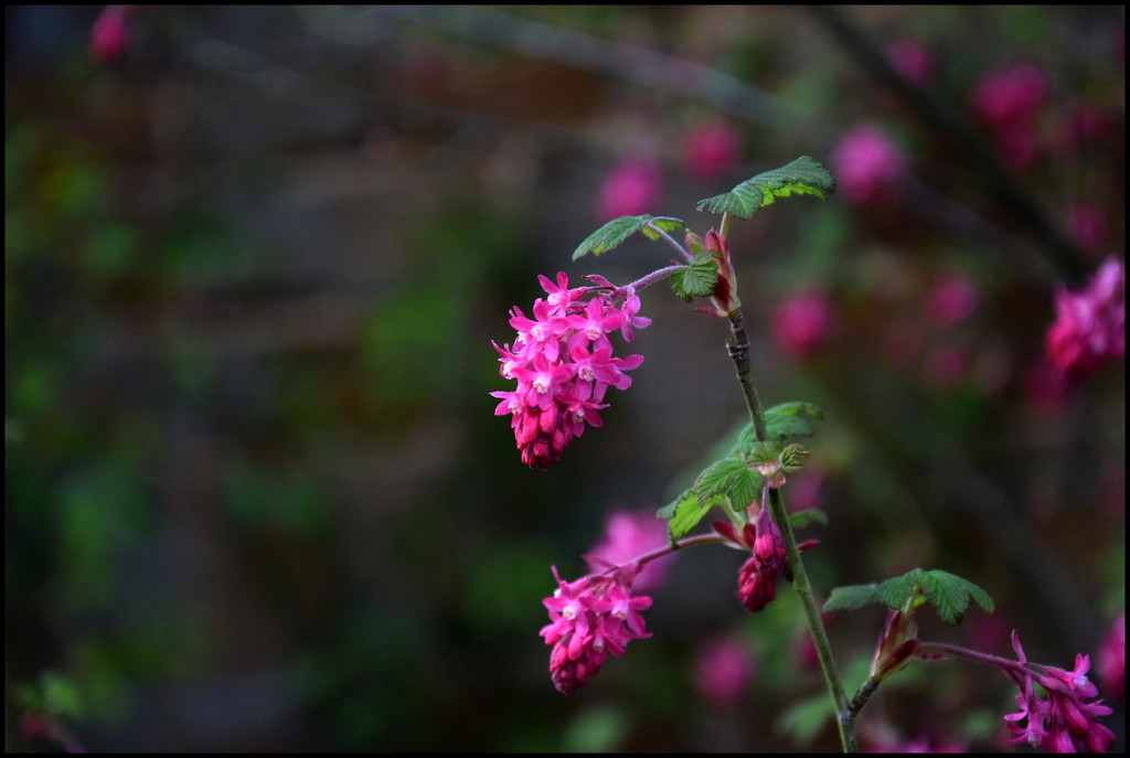 Flowering Currant by rosiekind