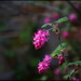 Flowering Currant by rosiekind