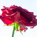 Red Rose by elisasaeter
