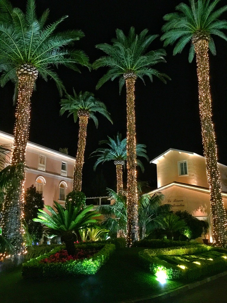 Palm trees by night.  by cocobella
