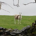 saddle of llama by anniesue