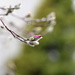 0331_0826 Magnolia bloom by pennyrae