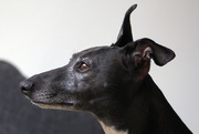 30th Mar 2016 - Whippet Profile