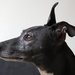 Whippet Profile by phil_howcroft