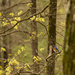 Eastern bluebird by randystreat