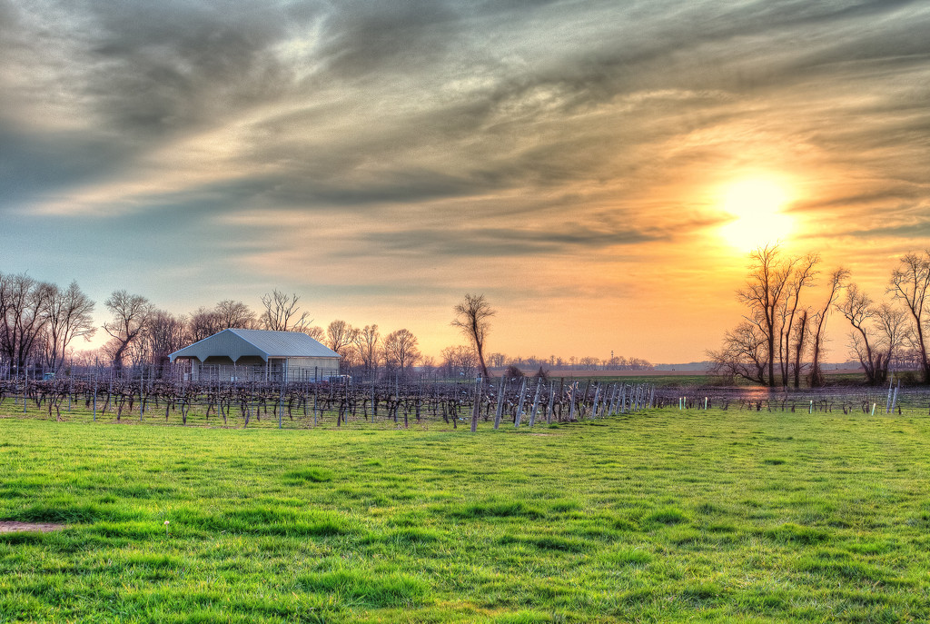 Sunset Over Auburn Road Vineyards by swchappell