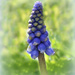 Grape Hyacinth. by wendyfrost