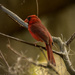 Mr Cardinal almost posing! by rickster549