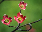 1st Apr 2016 - Red-flowered Dogwood