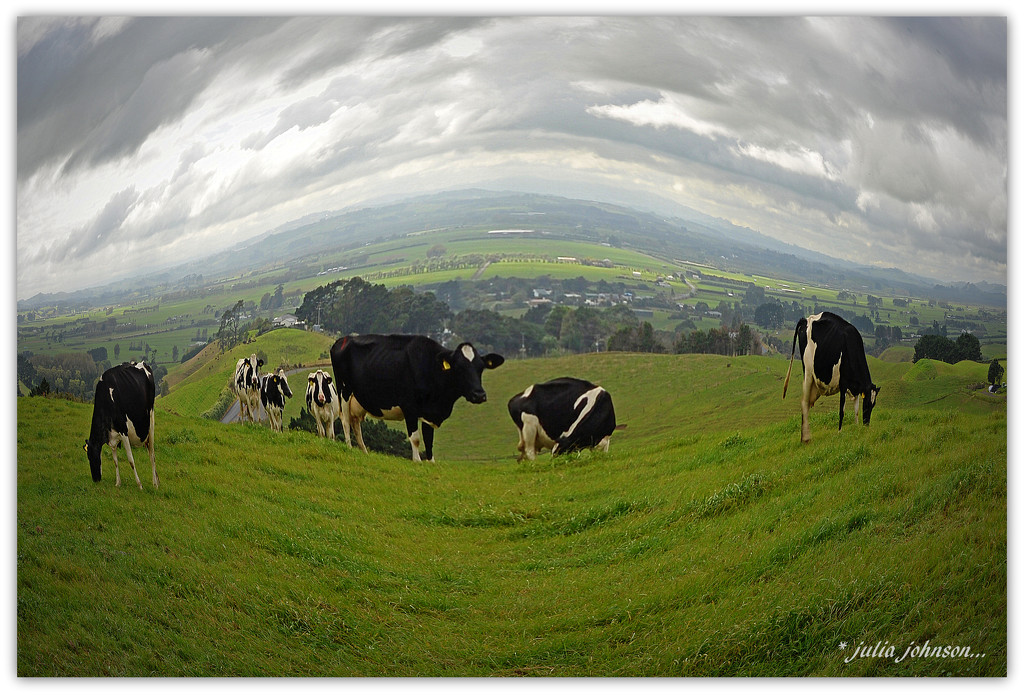 Cows in a spin.. by julzmaioro