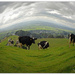 Cows in a spin.. by julzmaioro