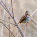 Song Sparrow by rminer