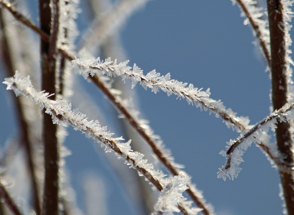 Frost on plants by annelis