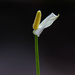 Little white flower by nicoleterheide