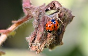 2nd Apr 2016 - Ladybird Bugs.
