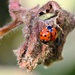 Ladybird Bugs. by wendyfrost