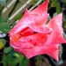 Mokra ruža by vesna0210