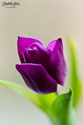 2nd Apr 2016 - Purple tulip