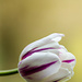 White and purple tulip by elisasaeter