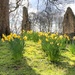Spring at Kirkstall Abbey by shepherdmanswife