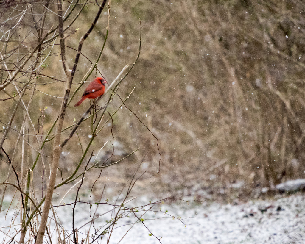 Northern Cardinal on a Snowy Day by rminer