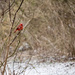 Northern Cardinal on a Snowy Day by rminer