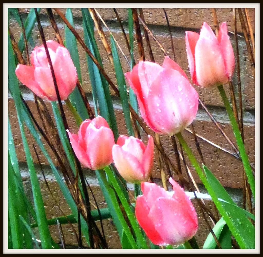 Tulips in the rain  by beryl